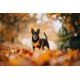 Ein kleiner schwarzer Hund mit einem orangefarbenen Geschirr steht auf einem Bett aus Herbstblättern, mit einem verschwommenen Hintergrund aus orangefarbenem Laub.