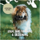 Ein verspielter Hund auf einer grasbewachsenen Fläche, mit Textüberlagerung, die besagt: "IDEAL FÜR TRAINING & ERZIEHUNG" und "APPORTIEREN MIT SPASS."