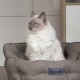 Eine flauschige weiße Katze mit grauen Abzeichen sitzt in einem gemütlichen braunen Scruffs-Haustierbett und schaut zur Seite.
