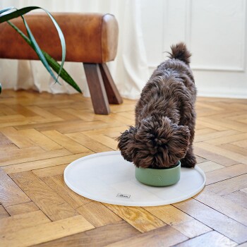 Ein kleiner brauner Hund frisst aus einer grünen Schüssel auf einer weißen Matte, mit einer Holzbank und einer Pflanze im Hintergrund.