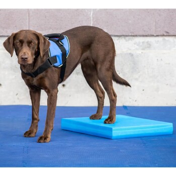 Ein brauner Hund, der ein blaues Geschirr trägt, steht auf einer blauen Trainingsplattform auf einer blauen Matte, vor einer Betonwand.