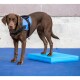 Ein brauner Hund, der ein blaues Geschirr trägt, steht auf einer blauen Trainingsplattform auf einer blauen Matte, vor einer Betonwand.