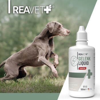 Collage mit einer Person, die eine Katze hält, einer Person, die einen Hund streichelt, und einer Frau mit einem Pferd. Der Text lautet "NATURPRODUKTE" und "Damit es dir gut geht."