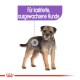 Ein zotteliger Hund steht vor einem weißen Hintergrund mit einem lila Etikett, das "Für kastrierte, ausgewachsene Hunde" liest.