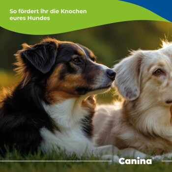 Zwei Hunde (schwarz-braun und creme) ruhen; deutscher Text „So fördert ihr die Knochen eures Hundes“ und Canina-Logo.