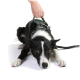 Ein schwarz-weißer Hund, der ein grünes Geschirr trägt, liegt mit einer Hand, die das Geschirr hält, da. Der Hund hat ausdrucksvolle braune Augen.