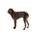 Ein brauner und grauer Hund mit einem struppigen Fell steht seitlich, trägt ein schwarzes Geschirr, vor einem weißen Hintergrund.