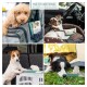 Eine Collage von vier Hunden in Reisesituationen: in einer Tragetasche, ruhend im Auto, sitzend in einem Fahrzeug und liegend auf Gras neben einem Zelt.