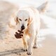 A wet golden retriever walks on the beach, holding a brown toy in its mouth, with water droplets sparkling around it.