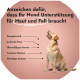 Ein goldener Labrador schaut nach oben, mit Text, der Haut- und Fellprobleme auflistet: stumpfes Fell, juckende Haut, Haarausfall, trockene Stellen und Kratzen.