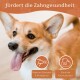 Nahaufnahme eines glücklichen Corgis mit herausgestreckter Zunge, der die Zahngesundheit fördert: "Fördert die Zahngesundheit," mit Symbolen für die Vorteile.