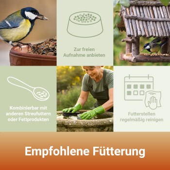 Kohlmeise, die Samen aus einem Topf und einem Holzfutterspender frisst, mit deutschem Text über das Füttern und Reinigen von Vogelhäuschen.