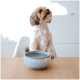 Ein kleiner, flauschiger Hund sitzt an einem Holztisch neben einer hellblauen Wasserschüssel und schaut aufmerksam nach oben.