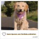 Ein Golden Retriever, der ein lila Halstuch trägt, sitzt auf einem Weg, umgeben von Grün, und lächelt glücklich. Text lautet: 'Kann Spuren von Tierliebe enthalten.'