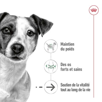 Image d'un chien avec du texte : "Maintien du poids", "Os solides et sains", et "Soutien à la vitalité tout au long de la vie."