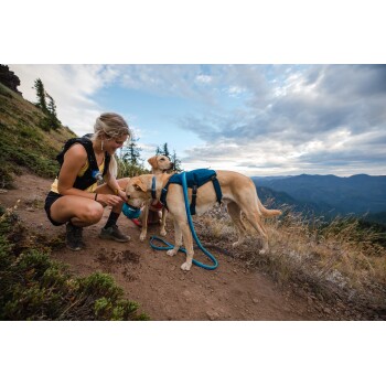 Eine Person kniet auf einem Weg und füttert einen gelben Labrador in einem blauen Geschirr, während ein weiterer Labrador in der Nähe steht und Berge im Hintergrund zu sehen sind.