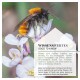 Eine Nahaufnahme einer Hummel auf einer weißen Blume, mit Textüberlagerung in Deutsch und Englisch über die Bedeutung von Bienen für die Biodiversität.