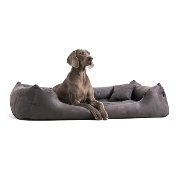 Ein elegantes, graues Hundebett mit plüschigen Seiten und einem weichen Zentrum, auf dem ein sitzender Hund bequem ruht.