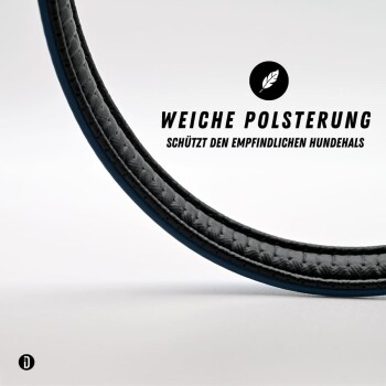 Ein glücklicher, gestromter Hund sitzt aufrecht, trägt ein blaues Halsband mit gelbem Akzent, vor einem schlichten weißen Hintergrund.