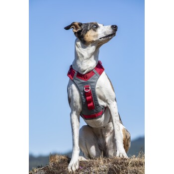 Ein sitzender Hund mit einer Mischung aus weißem und braunem Fell, der ein graues und rotes Geschirr trägt und gegen einen klaren blauen Himmel nach oben schaut.