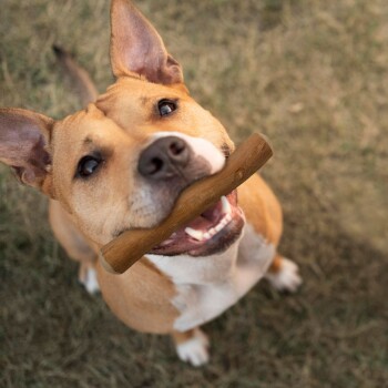 Ein brauner und weißer Hund steht auf Gras und schaut nach oben, während er ein Holzspielzeug im Mund hält.