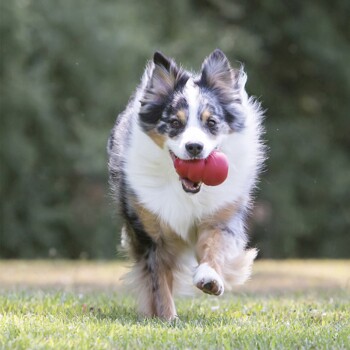 A happy Australian Shepherd running on grass, holding two red balls in its mouth.