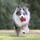 A happy Australian Shepherd running on grass, holding two red balls in its mouth.
