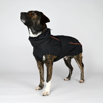 Ein stilvoller Hund trägt eine schwarze wasserdichte Jacke mit orangefarbenen Akzenten, sitzt und leckt sich die Nase, vor einem einfarbigen Hintergrund.