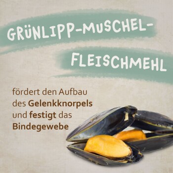 Bild von Grünlippmuscheln mit Text, der die Unterstützung des Gelenkknorpels und die Stärkung des Bindegewebes hervorhebt.