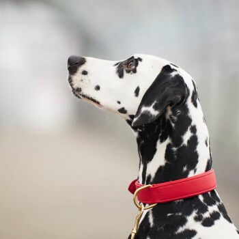 Ein Nahaufnahme-Profil eines Dalmatinerhundes mit einem leuchtend roten Halsband, das sein charakteristisches schwarz-weiß geflecktes Fell zeigt.
