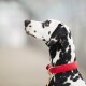 Ein Nahaufnahme-Profil eines Dalmatinerhundes mit einem leuchtend roten Halsband, das sein charakteristisches schwarz-weiß geflecktes Fell zeigt.