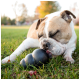 Hellbraun-weißer Bulldog liegt im Gras und kaut auf einem schwarzen Kauspielzeug, die Augen geschlossen, verschwommener herbstlicher Parkhintergrund.