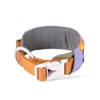 Bunter Haustierhalsband mit orangefarbenem Riemen, grauer Polsterung und weißer Schnalle, mit einem Metall-D-Ring zur Leinenbefestigung.