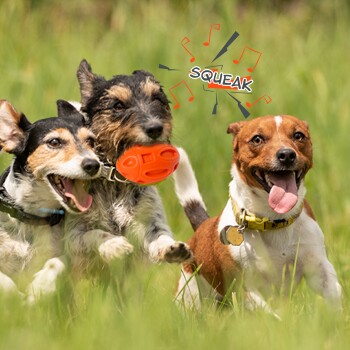 Drei glückliche Hunde rennen auf einer grasbewachsenen Fläche, einer hält ein oranges Quietschespielzeug, mit dem Text "QUIETSCH" und Musiknoten darüber.