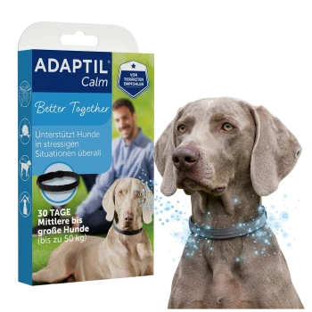Weimaraner trägt ein leuchtendes ADAPTIL Calm-Halsband neben einer Produktverpackung mit den Aufschriften 'ADAPTIL Calm', 'Better Together', '30 TAGE'.