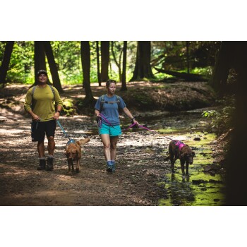Ein Mann und eine Frau gehen mit zwei Hunden an Leinen entlang eines Waldwegs neben einem kleinen Bach, umgeben von Bäumen und Grün.