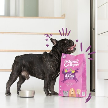 Szczęśliwy czarny buldog francuski stoi obok miski, patrząc w górę na worek karmy dla psów Edgard Cooper, oznaczony "Delicious Venison & Free-Run Duck."