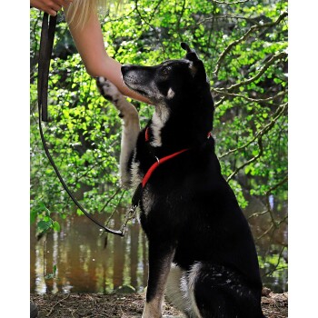 Ein schwarz-weißer Hund in einem roten Geschirr sitzt neben einer Person, die seine Pfote hält, mit grünem Laub und Wasser im Hintergrund.