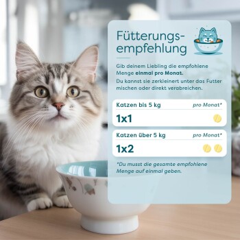 Eine flauschige grau-weiße Katze sitzt neben einer Schüssel auf Holz, mit deutschen Fütterungsempfehlungen für Katzen unter und über 5 kg.