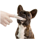 Eine Hand, die eine Spritze hält, verabreicht einem lächelnden Französischen Bulldoggen eine Flüssigkeit und zeigt die Tierpflege in einem Online-Shop-Setting.