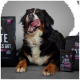 Berner Sennenhund hechelt, liegt zwischen Hundefuttertüten mit Aufschrift 'ENTE GUT, ALLES GUT.'