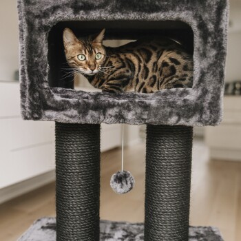 Eine gefleckte Bengal-Katze mit leuchtend grünen Augen, die in einem plüschigen grauen Katzenbaum entspannt, mit zwei schwarzen Kratzpfosten und einem baumelnden Spielzeug.