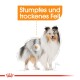 Illustration eines Hundes mit stumpfem und trockenem Fell, beschriftet mit "Stumpfes und trockenes Fell" in fettem orangefarbenem Text.