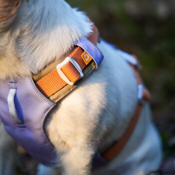 Eine Nahaufnahme eines Hundes, der ein farbenfrohes Geschirr trägt, mit orangefarbenen und lila Riemen, einer weißen Schnalle und einem Pfotenabdruckanhänger.