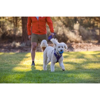 Ein verspielter weißer Hund, der einen blauen Ball im Mund trägt, läuft auf grünem Gras, während eine Person in einer orangefarbenen Jacke in der Nähe geht.