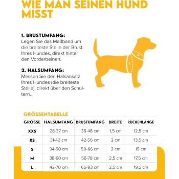 Zwei Hunde mit braunem und weißem Fell stehen auf einem Holzsteg am See, tragen bunte Geschirre und Leinen.