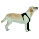 Seitenansicht eines gelben Labradors, der ein schwarzes Hundegeschirr trägt, aufrecht stehend mit erhobenem Kopf.