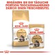 Maine Coon Adult in Soße 12x85 g