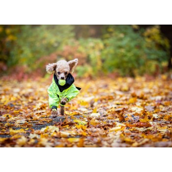Ein kleiner Hund, der einen leuchtend grünen Regenmantel mit einer schwarzen Kapuze trägt, läuft durch eine bunte Herbstlandschaft, die mit gefallenen Blättern bedeckt ist.