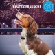 Ein brauner und weißer Hund schaut mit besorgtem Ausdruck auf ein Feuerwerk, mit dem Text 'LAUTE GERÄUSCHE' darüber.